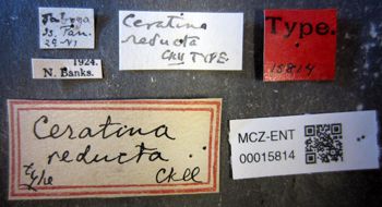 Media type: image;   Entomology 15814 Aspect: labels
